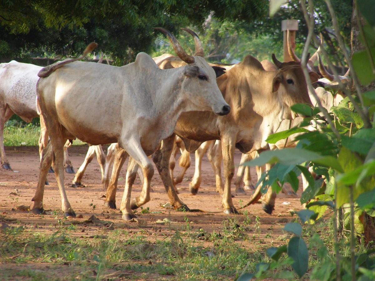 Chez Sabine Bed & Breakfast Abomey Bagian luar foto